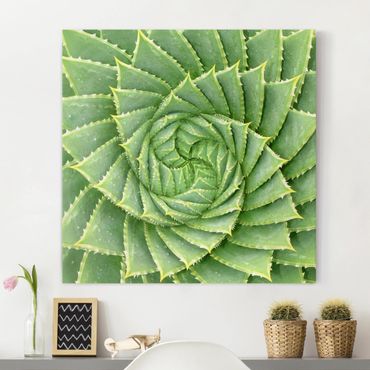 Print on canvas - Spiral Aloe