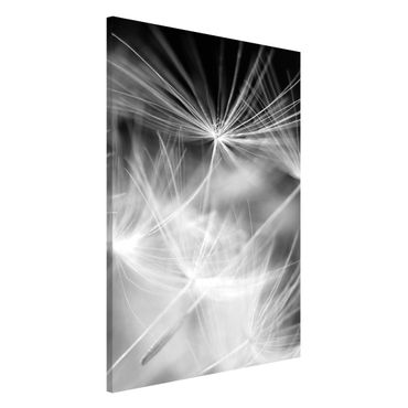 Magnetic memo board - Moving Dandelions Close Up On Black Background