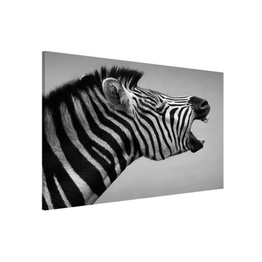 Magnetic memo board - Roaring Zebra ll