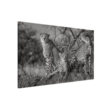 Magnetic memo board - Three Cheetahs