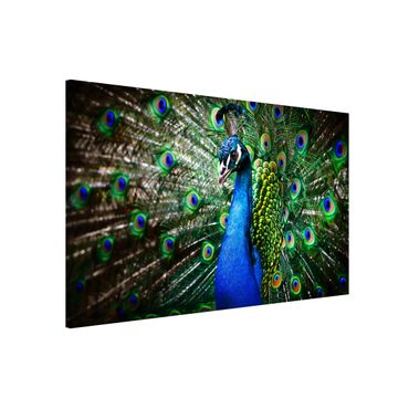 Magnetic memo board - Noble Peacock