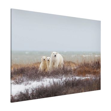 Magnetic memo board - Polar Bear And Her Cubs