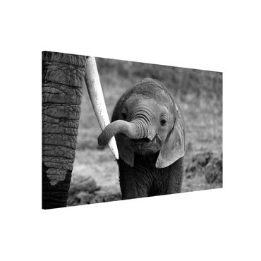 Magnetic memo board - Baby Elephant