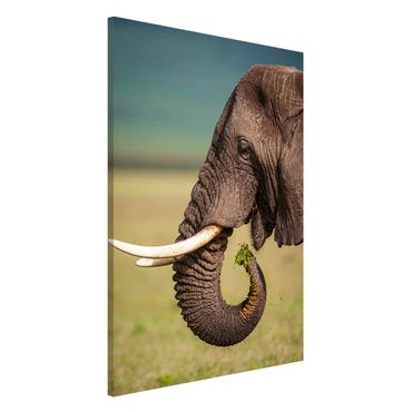 Magnetic memo board - Feeding Elephants In Africa