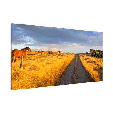 Magnetic memo board - Field Road And Horse In Evening Sun