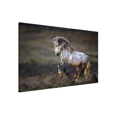 Magnetic memo board - Galloping Through The Heather