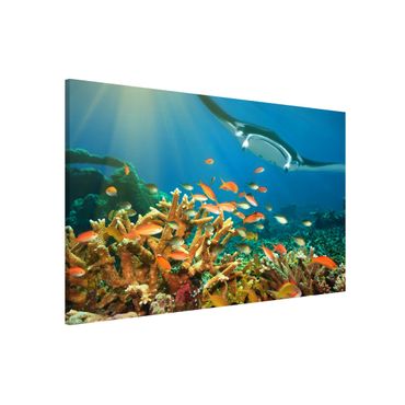 Magnetic memo board - Coral reef