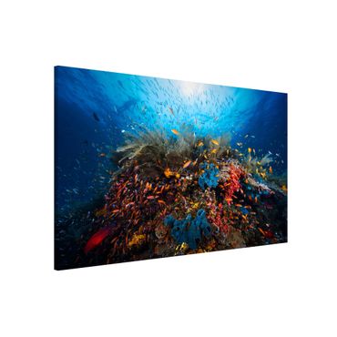 Magnetic memo board - Lagoon Underwater