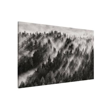 Magnetic memo board - Light Rays In The Coniferous Forest