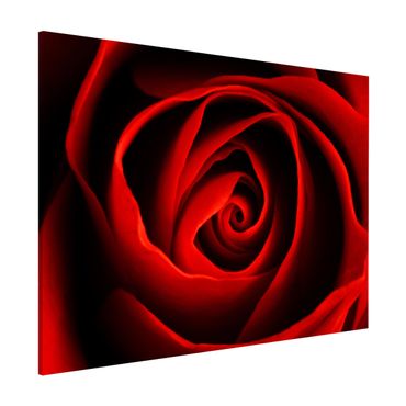 Magnetic memo board - Lovely Rose