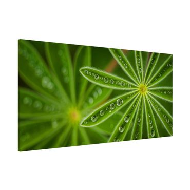 Magnetic memo board - Morning Dew On Lupine Leaves