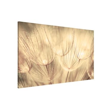 Magnetic memo board - Dandelions Close-Up In Cozy Sepia Tones