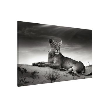 Magnetic memo board - Resting Lion