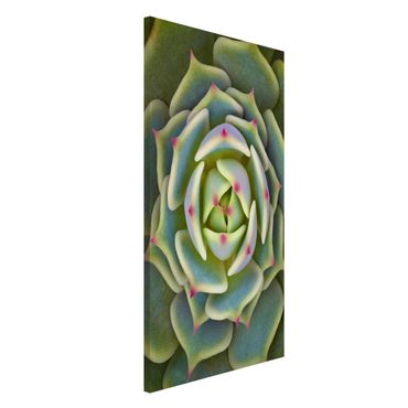 Magnetic memo board - Succulent - Echeveria Ben Badis