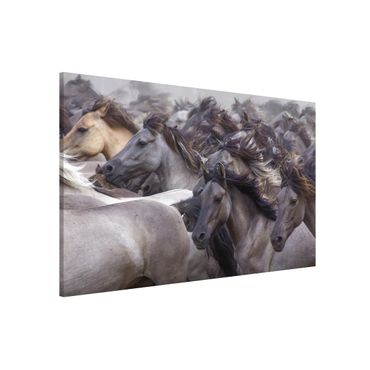 Magnetic memo board - Wild Horses