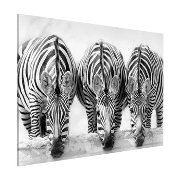 Magnetic memo board - Zebra Trio In Black And White