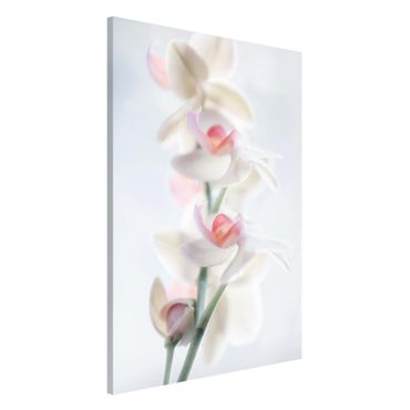 Magnetic memo board - Delicate Orchid