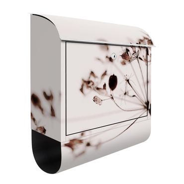 Letterbox - Macro Image Dried Flowers In Shadow