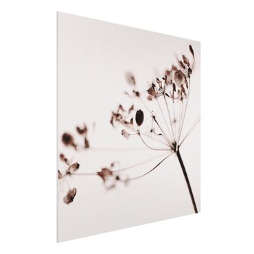 Print on forex - Macro Image Dried Flowers In Shadow - Square 1:1