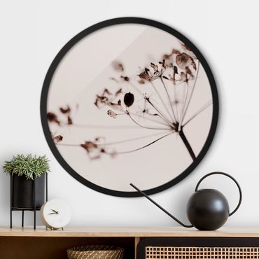 Circular framed print - Macro Image Dried Flowers In Shadow