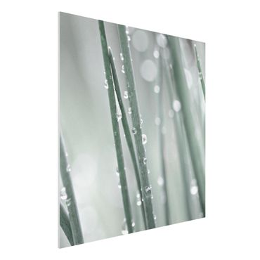 Print on forex - Macro Image Beads Of Water On Grass - Square 1:1