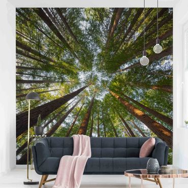 Wallpaper - Sequoia Tree Tops