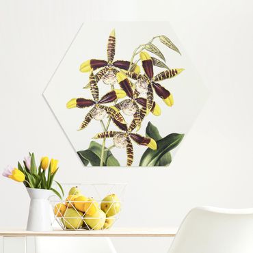 Forex hexagon - Maxim Gauci – Orchid II