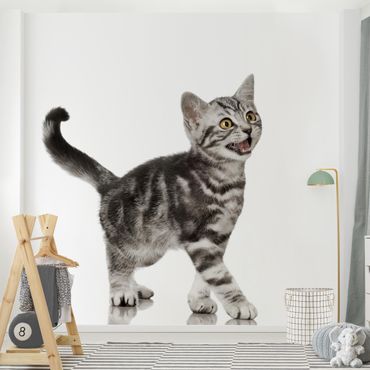Wallpaper - Kitty