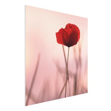 Print on forex - Poppy Flower In Twilight - Square 1:1