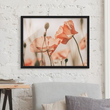 Framed poster - Poppy Flowers In Summer Breeze