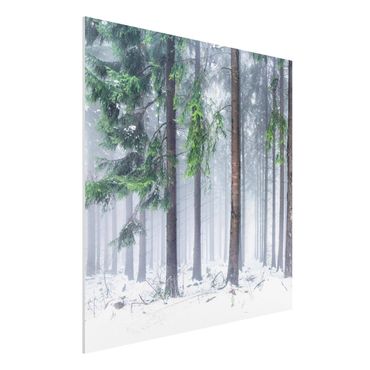 Print on forex - Conifers In Winter - Square 1:1