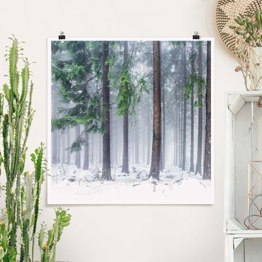 Poster - Conifers In Winter