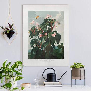 Print on canvas - Oblique leafed begonia