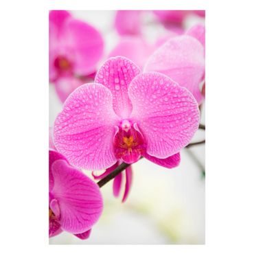 Magnetic memo board - Close-Up Orchid