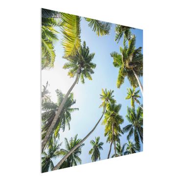 Print on forex - Palm Tree Canopy - Square 1:1
