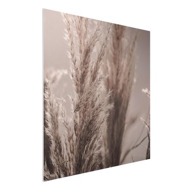 Print on forex - Pampas Grass In Late Fall - Square 1:1