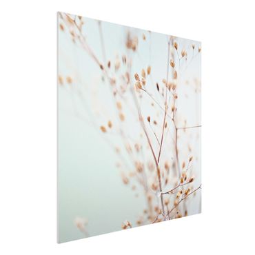Print on forex - Pastel Buds On Wild Flower Twig - Square 1:1