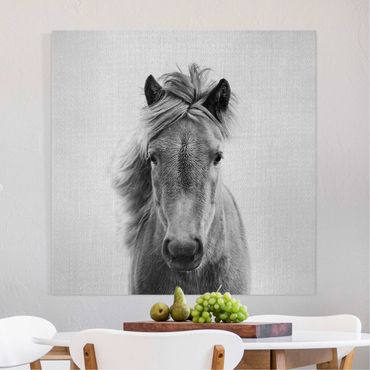 Canvas print - Horse Pauline Black And White - Square 1:1