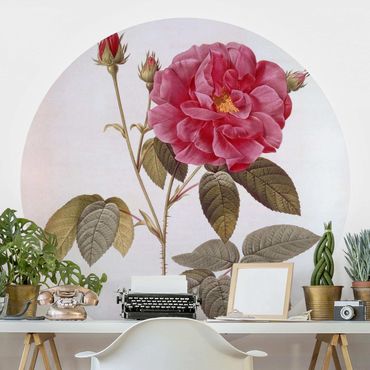 Self-adhesive round wallpaper - Pierre Joseph Redoute - Apothecary's Rose