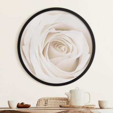 Circular framed print - Pretty White Rose