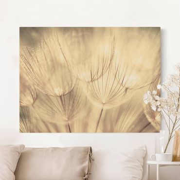 Natural canvas print - Dandelions Close-Up In Cozy Sepia Tones - Landscape format 4:3