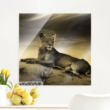 Glass print - Resting Lion