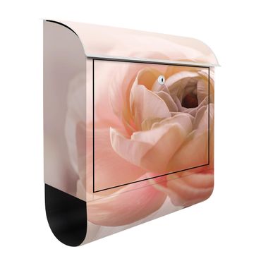 Letterbox - Focus On Light Pink Flower