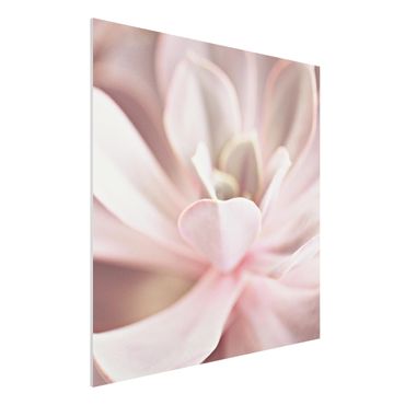 Print on forex - Light Pink Succulent Flower - Square 1:1