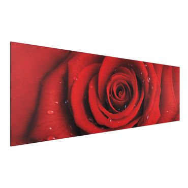 Print on aluminium - Red Rose With Water Drops
