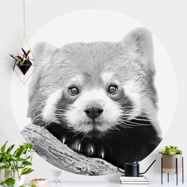 Self-adhesive round wallpaper - Red Panda In Black And White