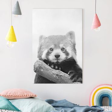 Canvas print - Red Panda In Black And White