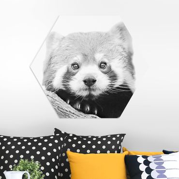 Forex hexagon - Red Panda In Black And White