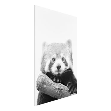 Print on forex - Red Panda In Black And White - Portrait format 2:3