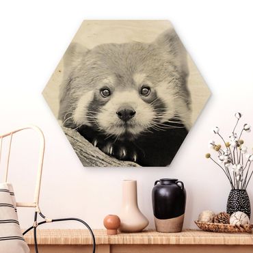 Wooden hexagon - Red Panda In Black And White